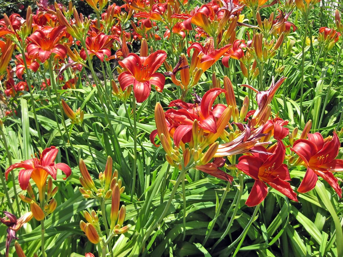Daylilies (Hemerocallis)