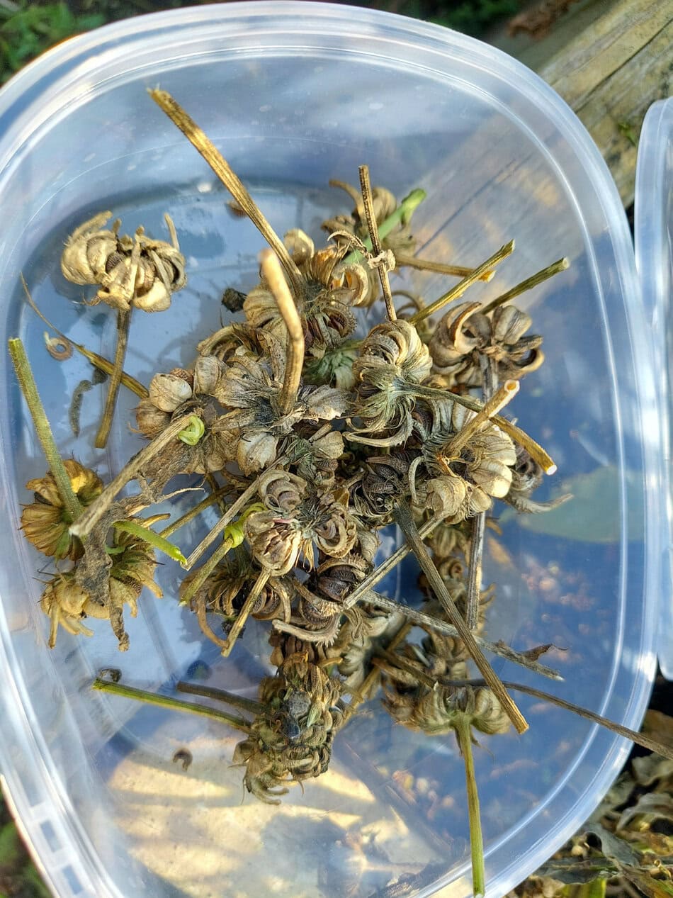 dried marigold flowers