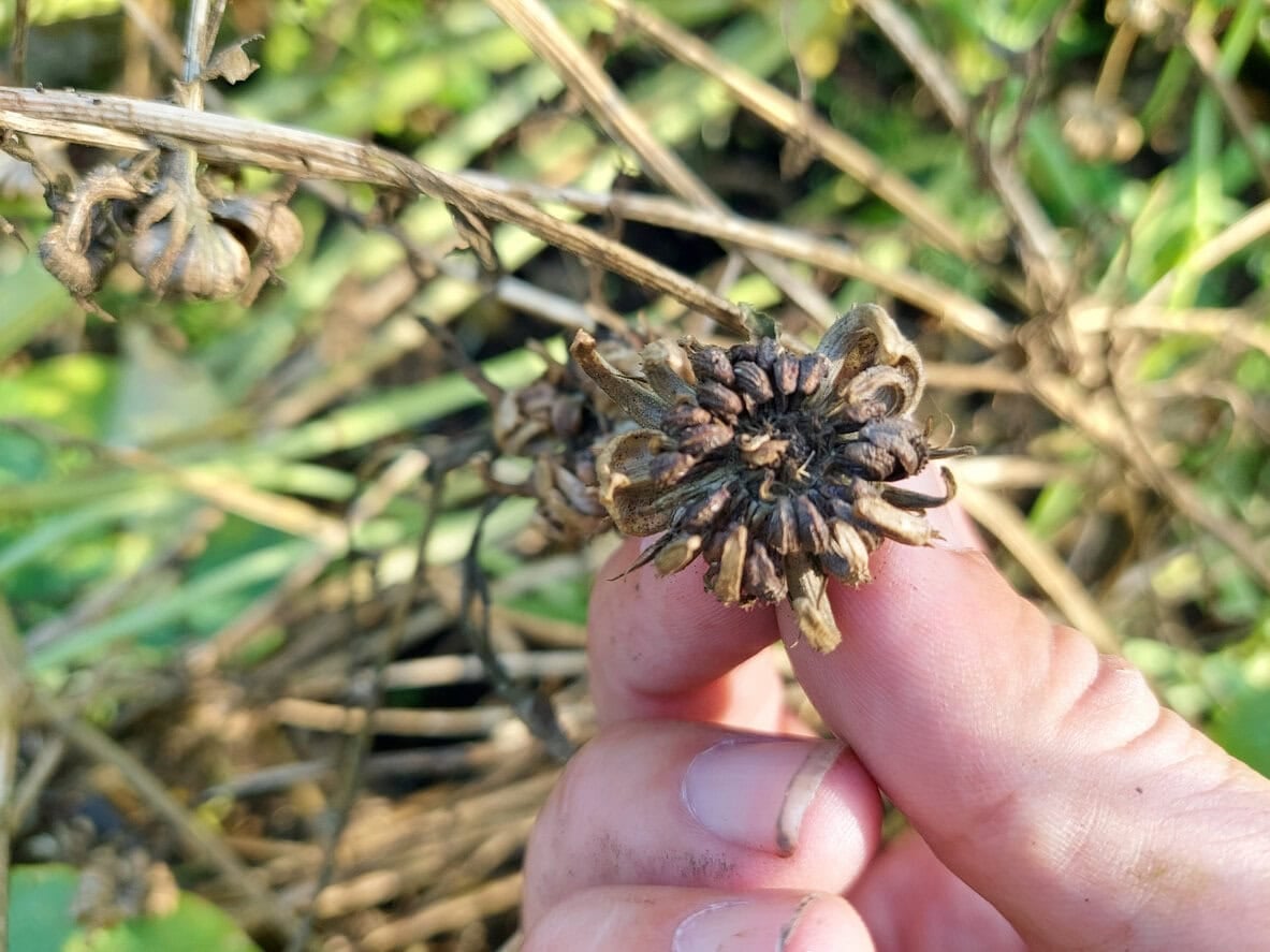 hält getrocknete Ringelblumensamen