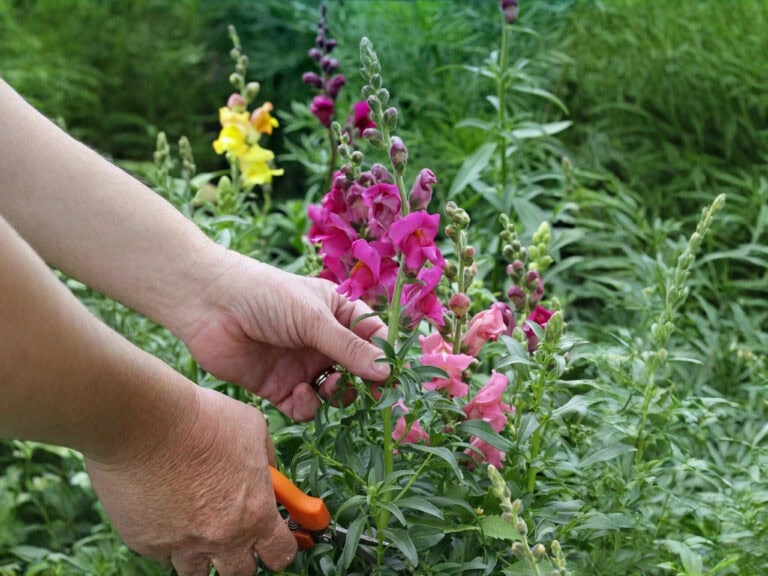 How to Deadhead Snapdragons for More Blooms All Summer