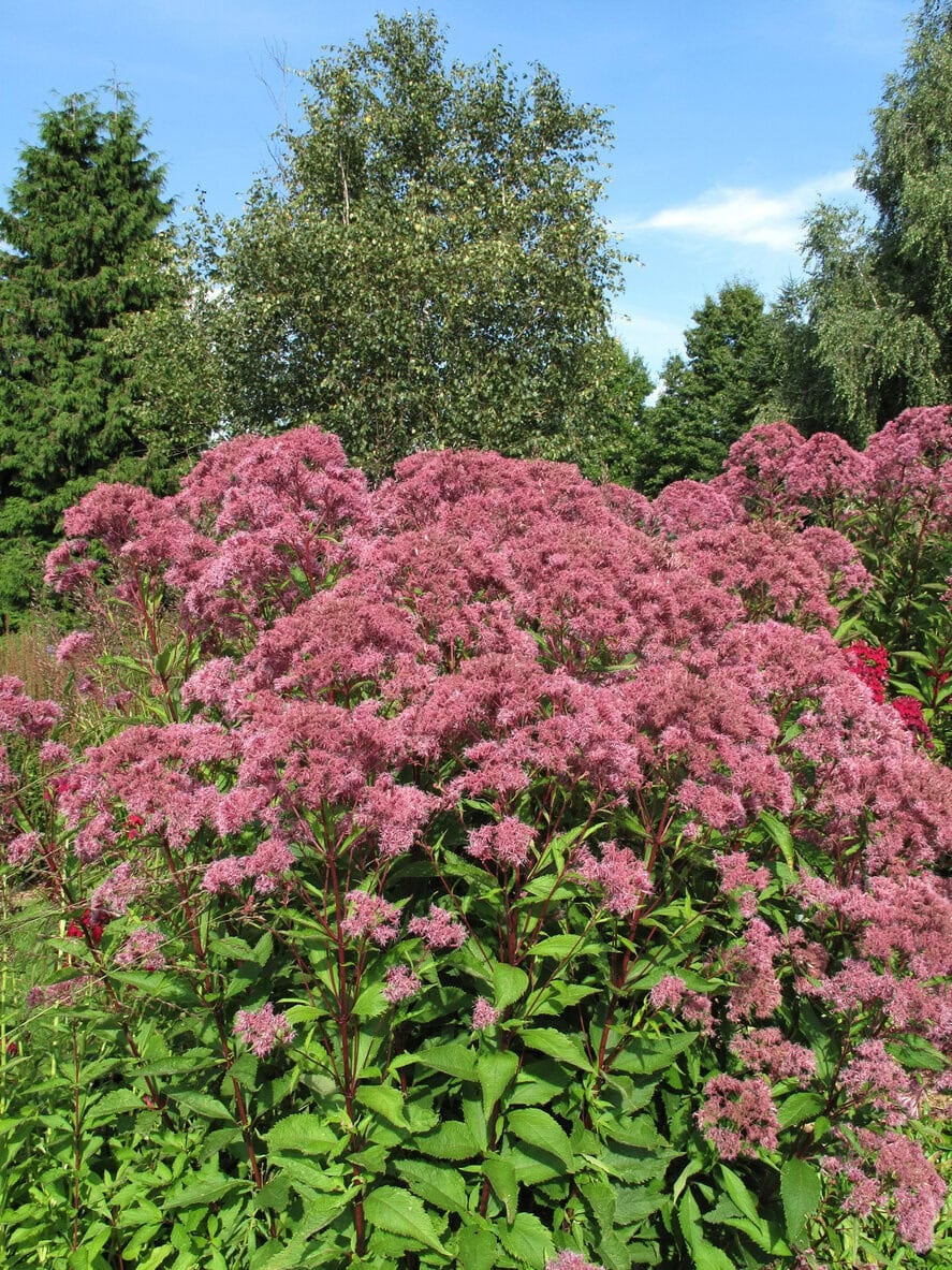 Joe-Pye Weed