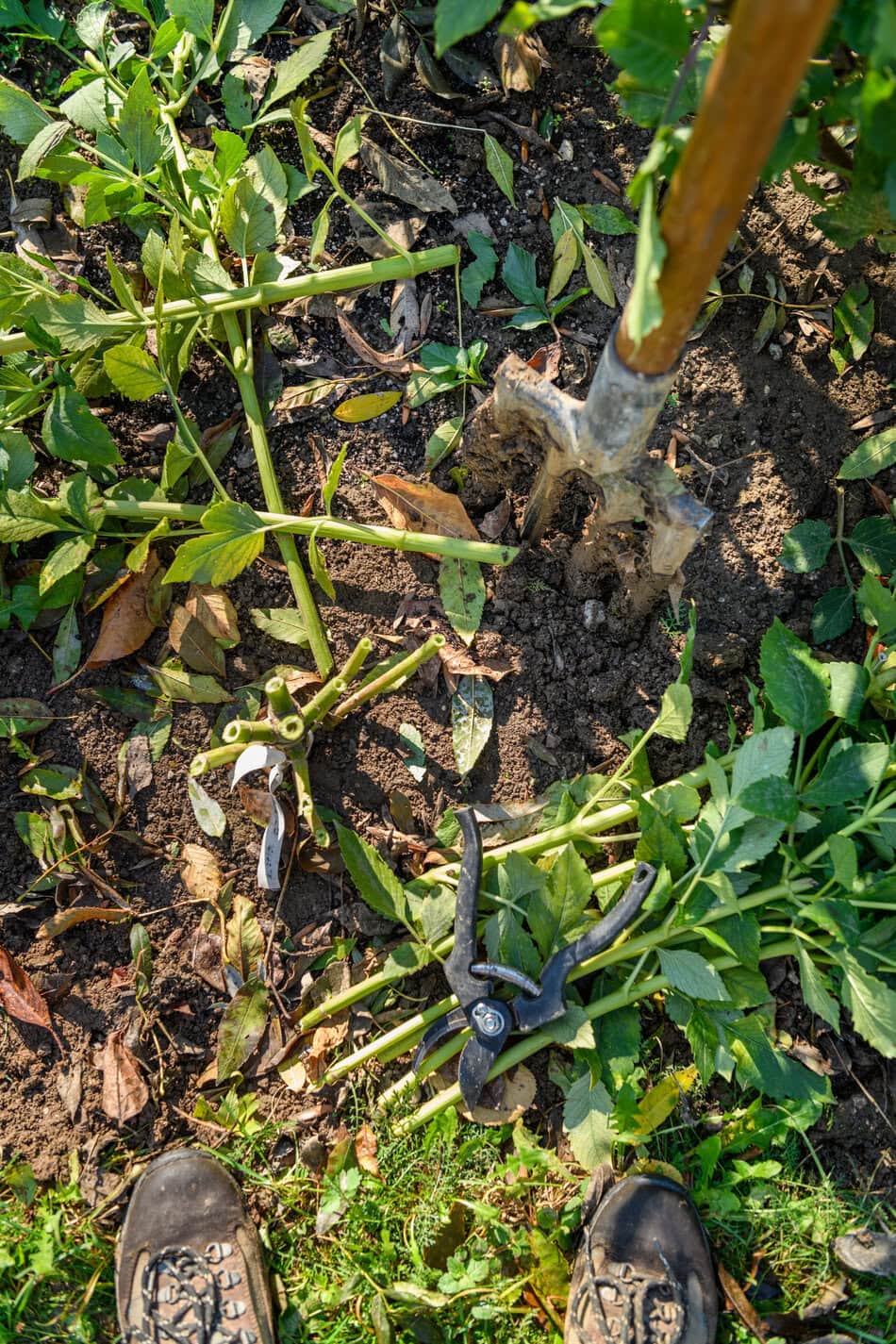 Cutting down dahlia plant foliage before digging up