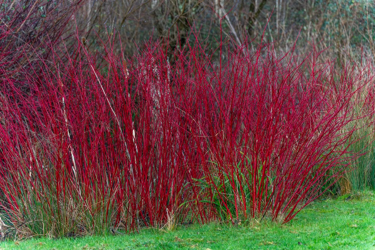 Red-Twig Dogwood (Cornus Sericea/C.alba)