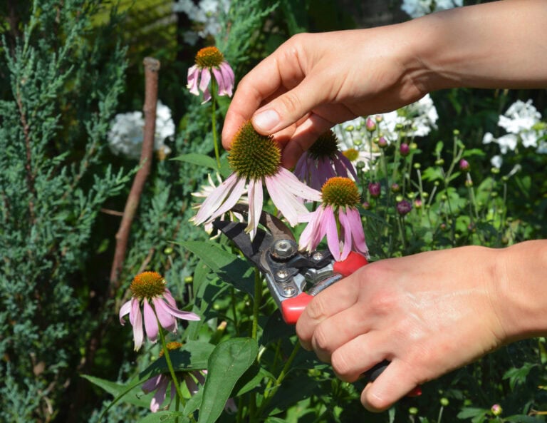 What to Deadhead in August (And What to Let Go to Seed for the Birds)
