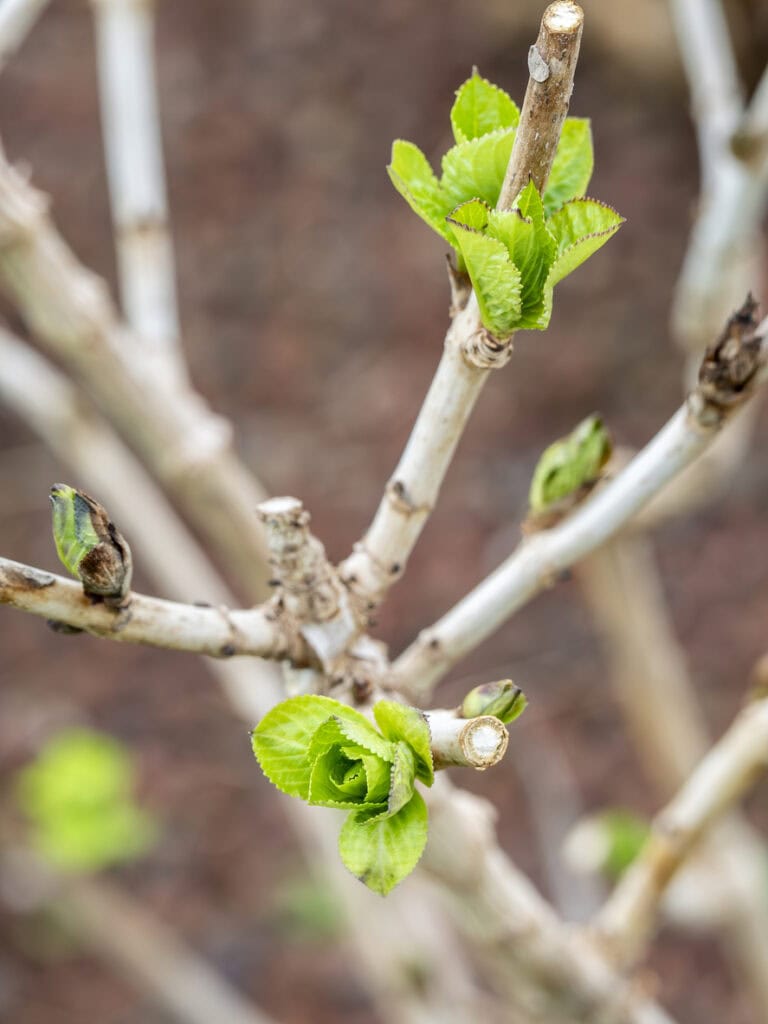 August Pruning Guide - What To Cut Back & What To Leave Alone