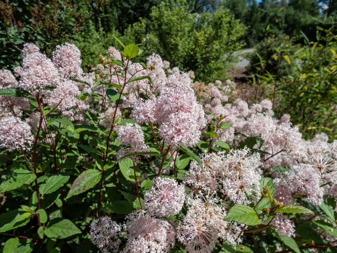 New Jersey Tea (Ceanothus Americanus)