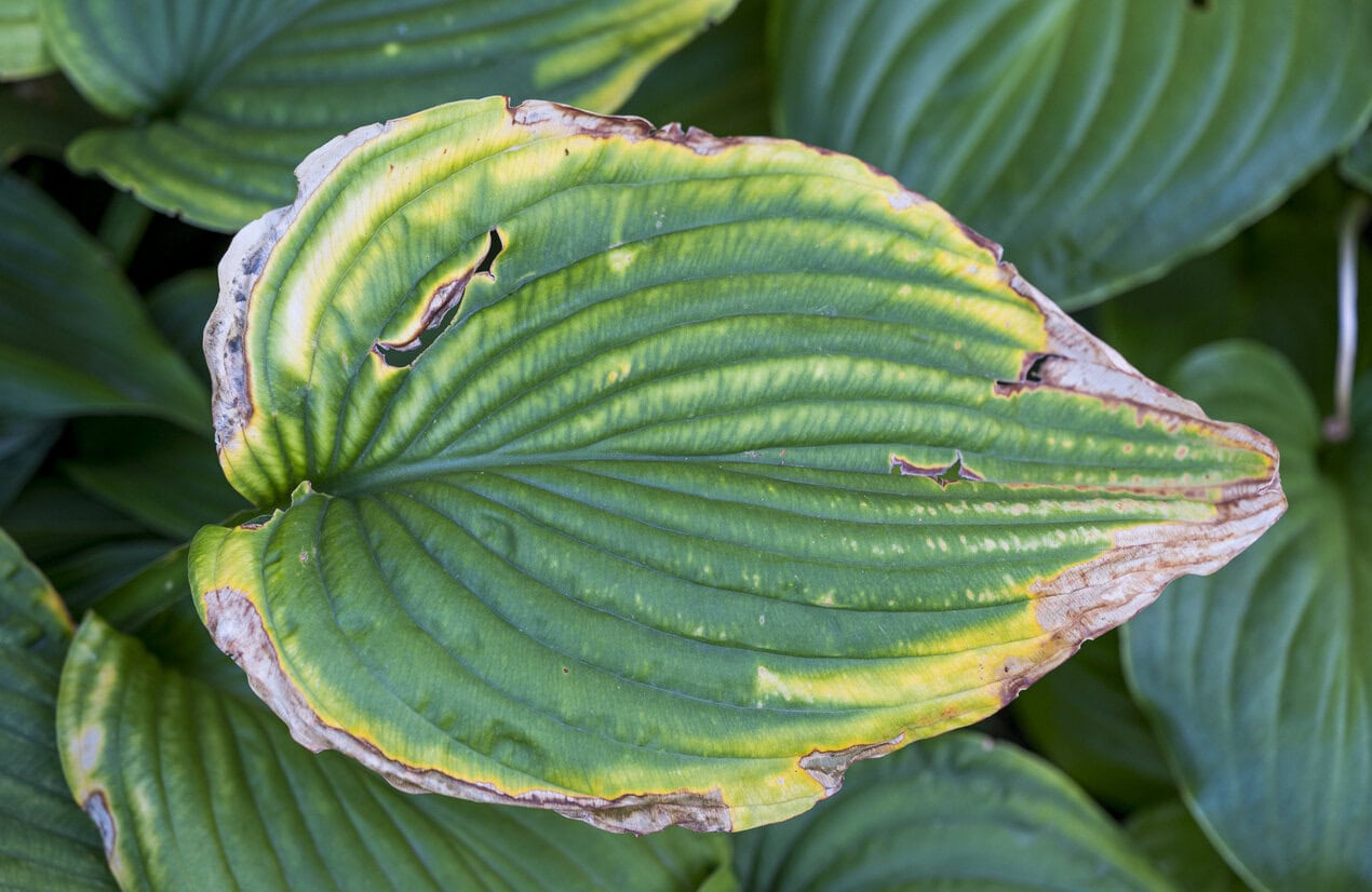 Hosta mit Pilzerkrankung
