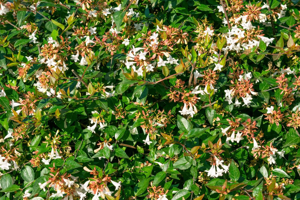 Glossy Abelia (Abelia × Grandiflora)