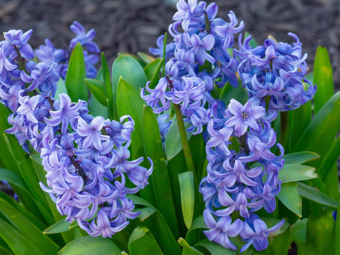 Blue Pearl Dawrf Hyacinth