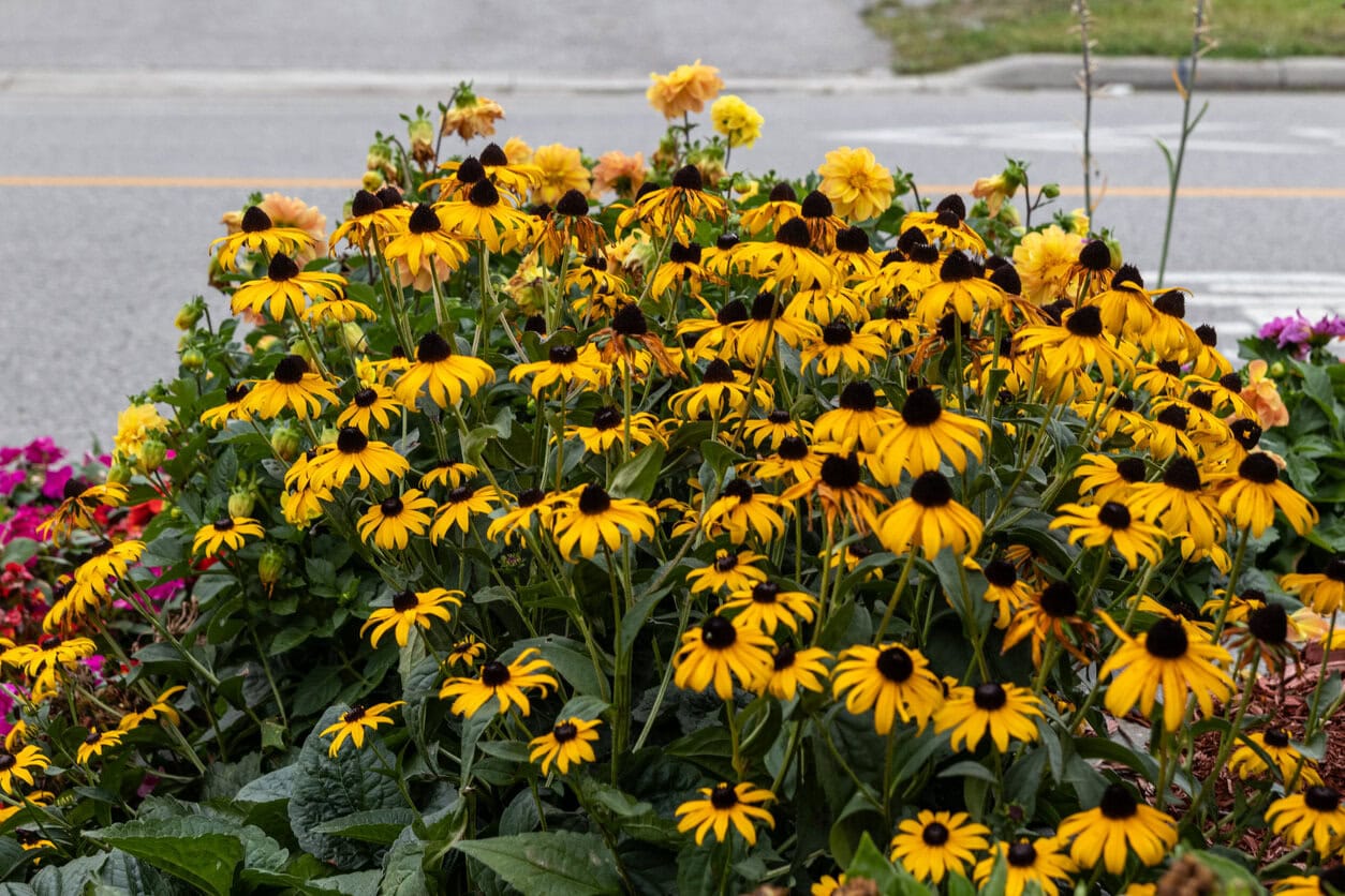 Black-eyed Susans Rudbeckia