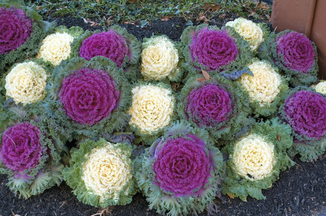 Ornamental Cabbage