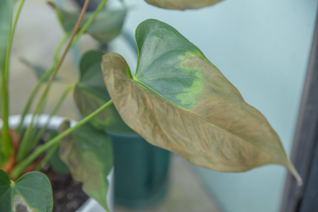 Anthurium with brown spot disease