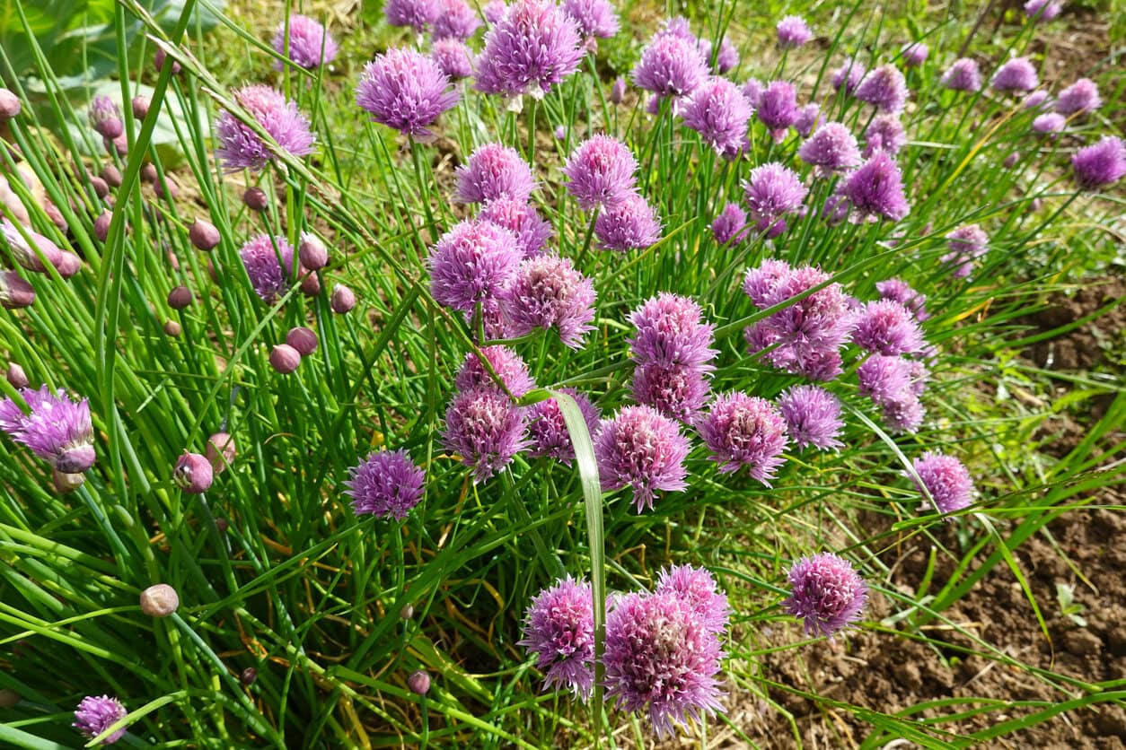 Chives