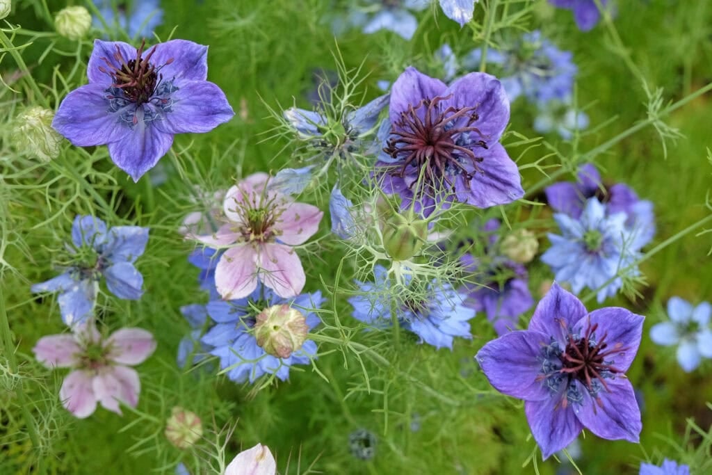 8 Flower Seeds You Should Harvest In August (Before It’s Too Late)