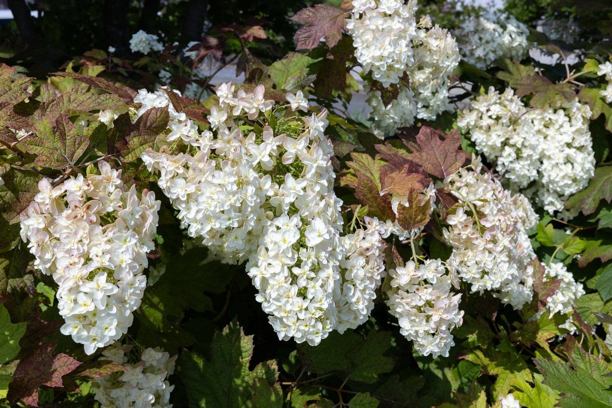 Oakleaf Hydrangea (Hydrangea Quercifolia)