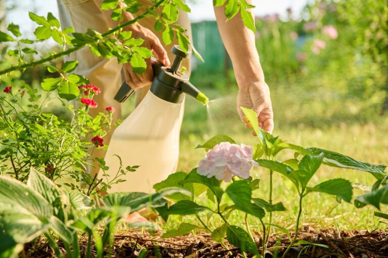 10 Plants Every Gardener Should Treat With Neem Oil Spray