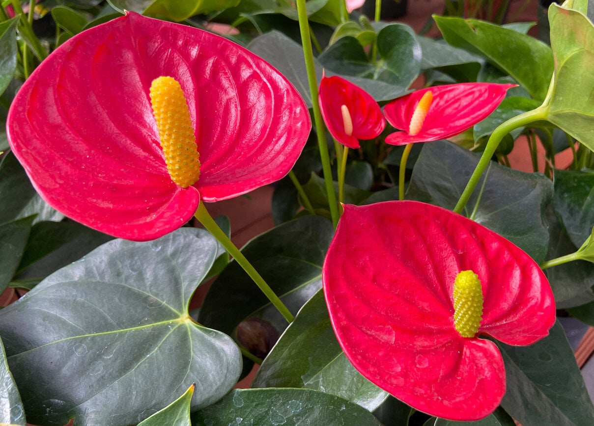 Red Anthurium andraeanum
