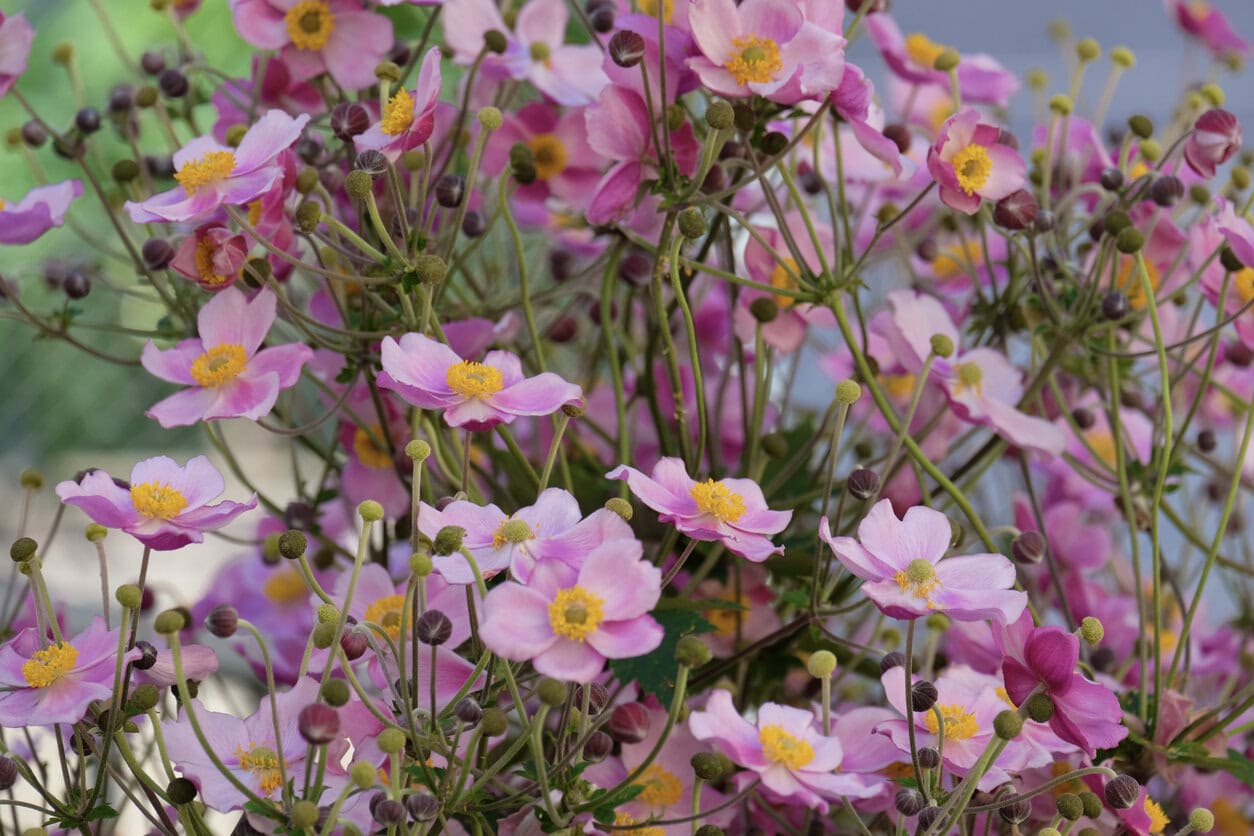 Japanese Anemone