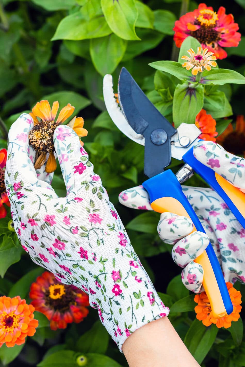Deadheading zinnia