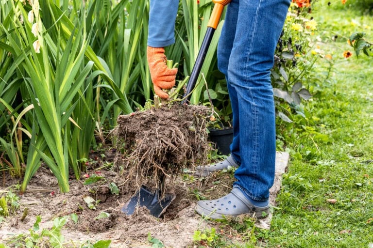 9 Perennials To Divide In September For Healthier Growth