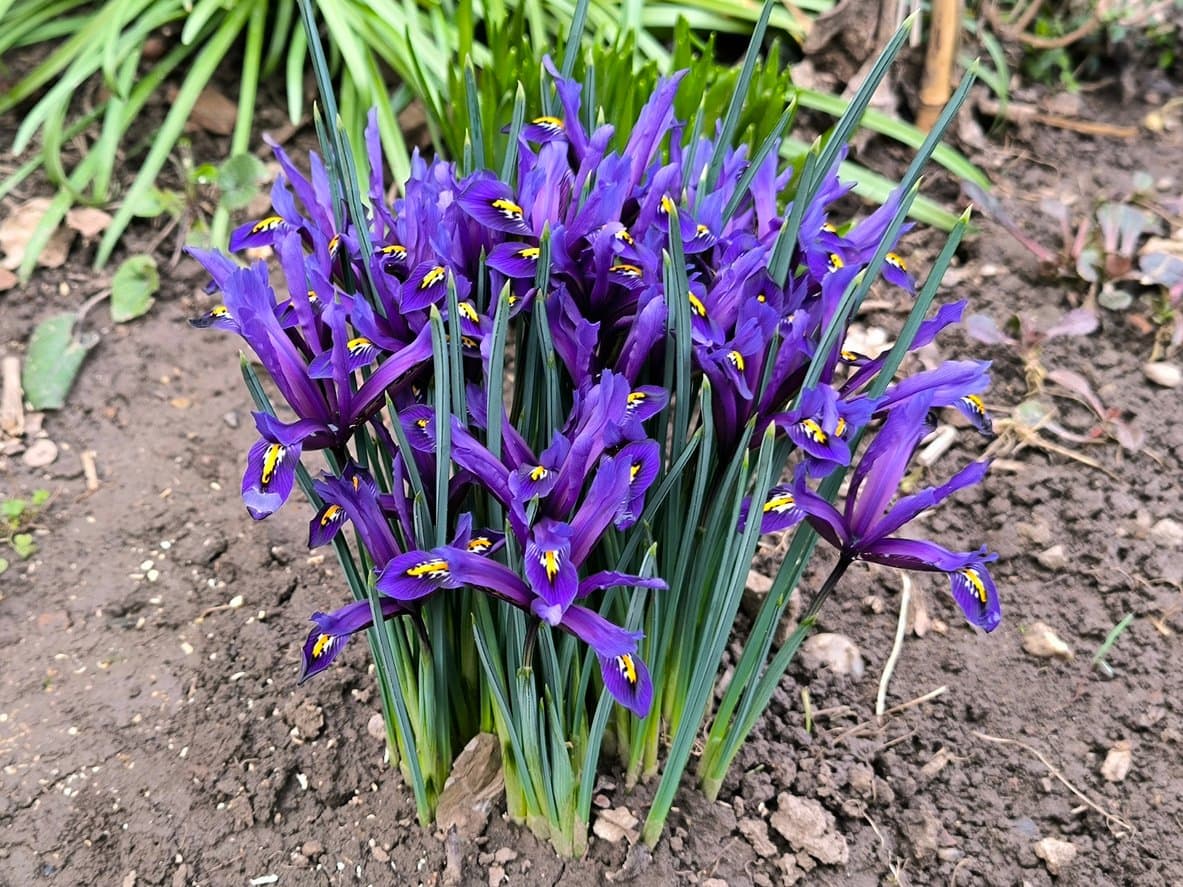Dwarf Iris (Iris reticulata)