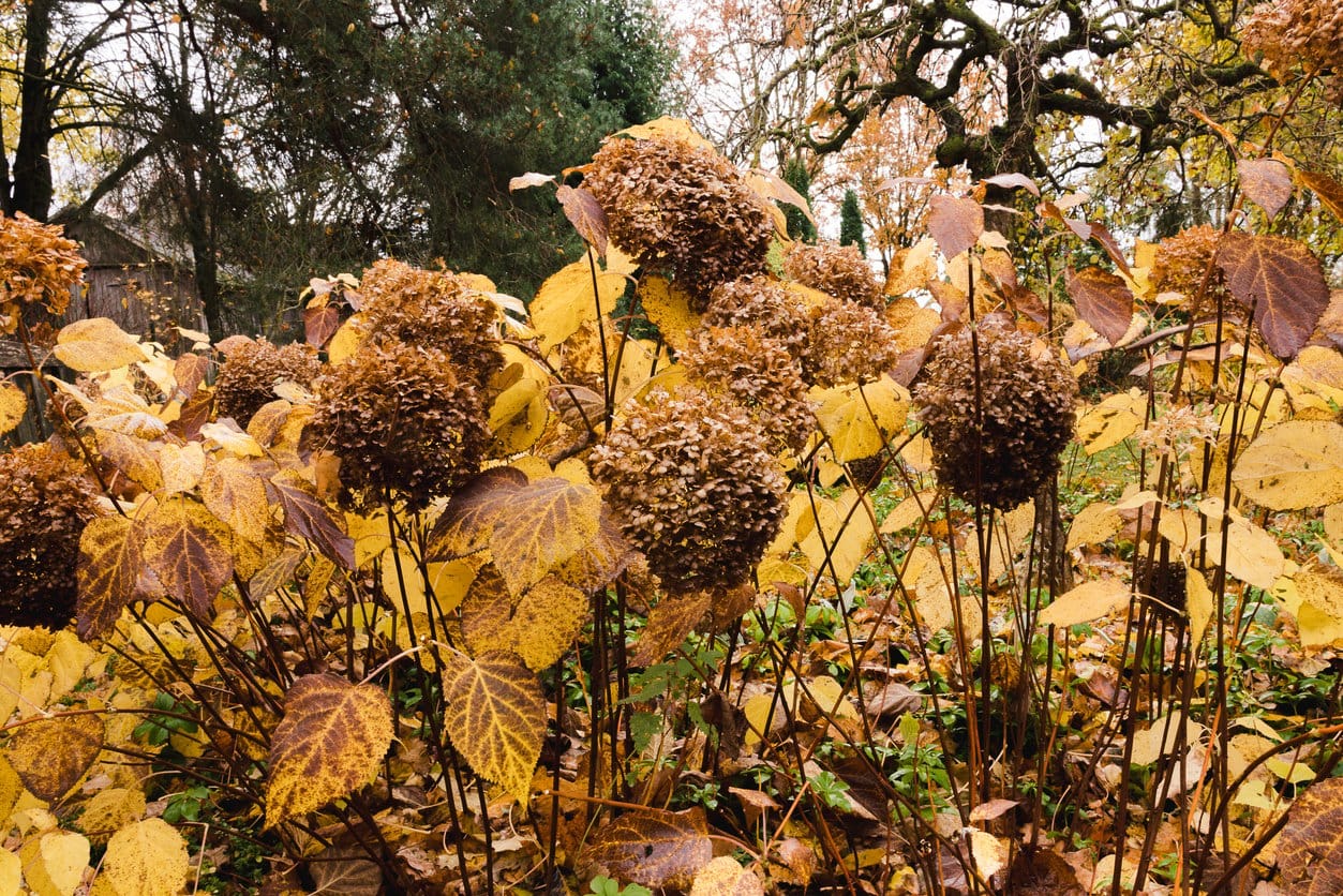 Hydrangea arborescens 'Annabelle' bushes in a round bed in autumn with yellow-brown leaves and large flower heads.