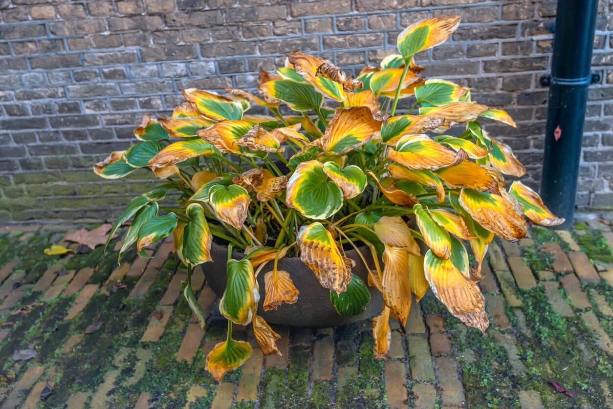Gelbe Blätter einer Hosta-Pflanze