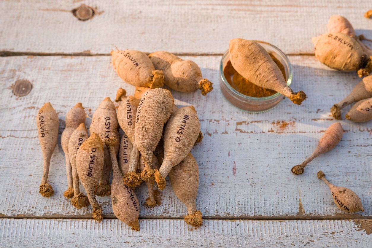 Freshly divided Orange Sylvia dahlia tubers dipped in cinnamon to prevent mold.