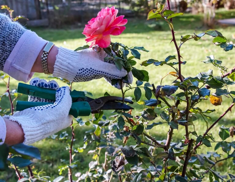 Cut Or Leave? What To Prune In September For A Healthier Garden