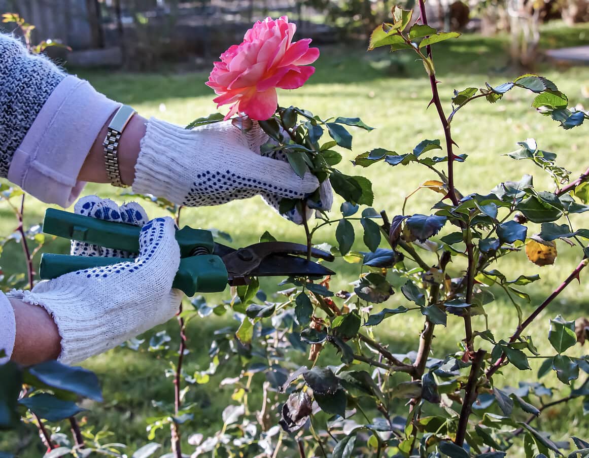 pruning of rose bushes before winter