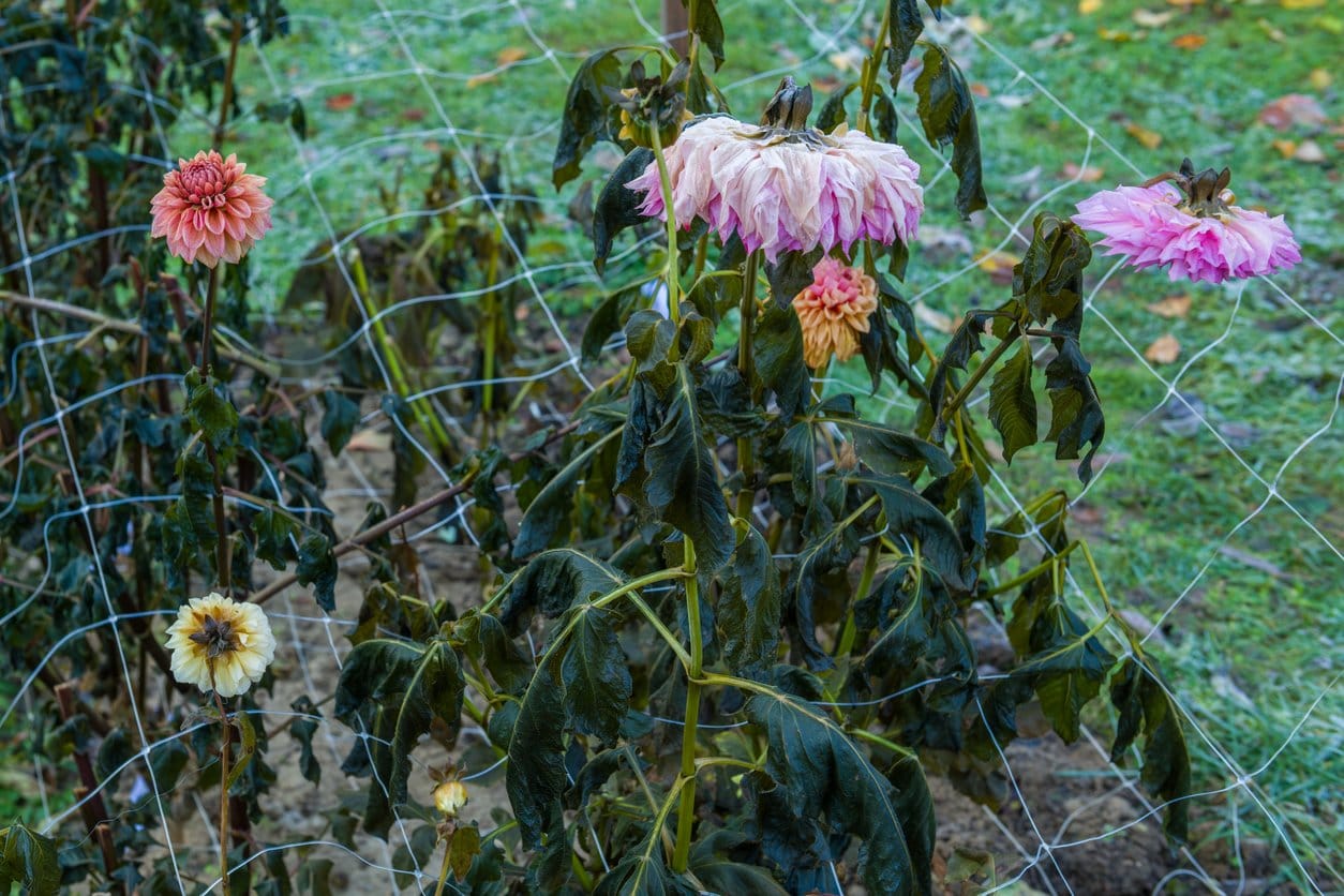 Dahlia flower bed damaged after first killing frost of the season