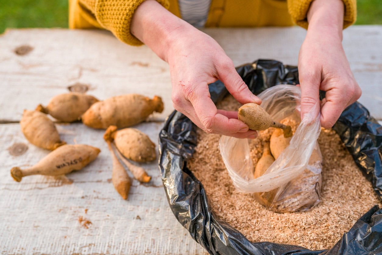 using wood shavings as a storage medium for dahlia tubers