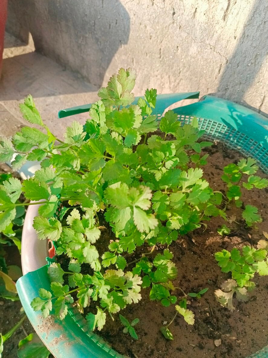 Coriander