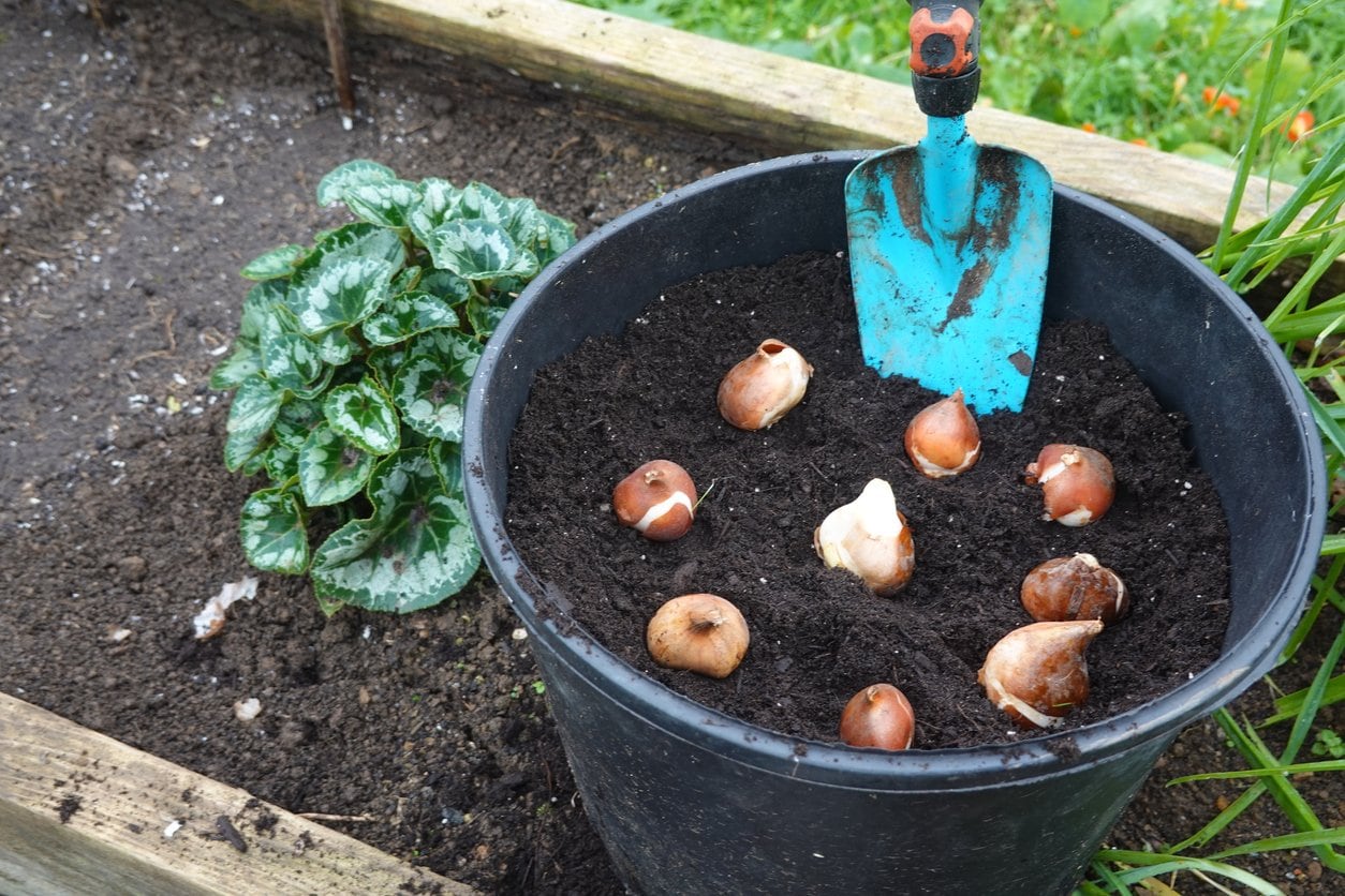 daffodil bulbs