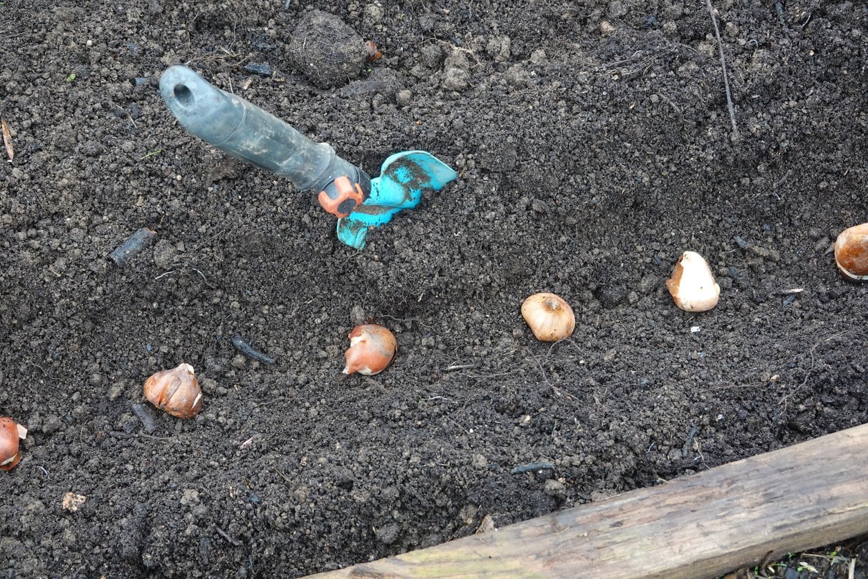 Daffodil bulbs