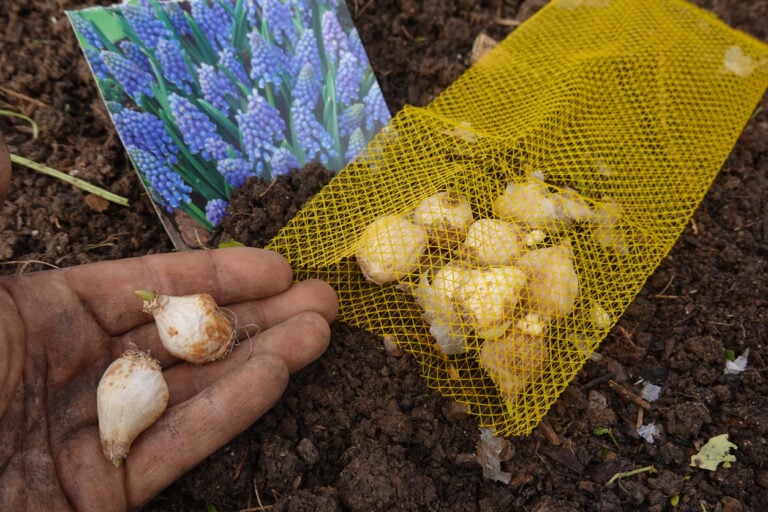 11 Flowers To Plant In September For A Stunning Spring Display