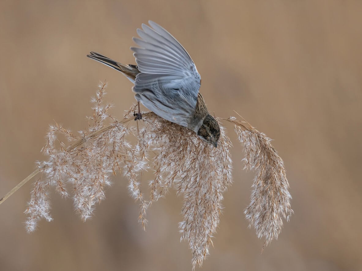 Feather Reed Grass