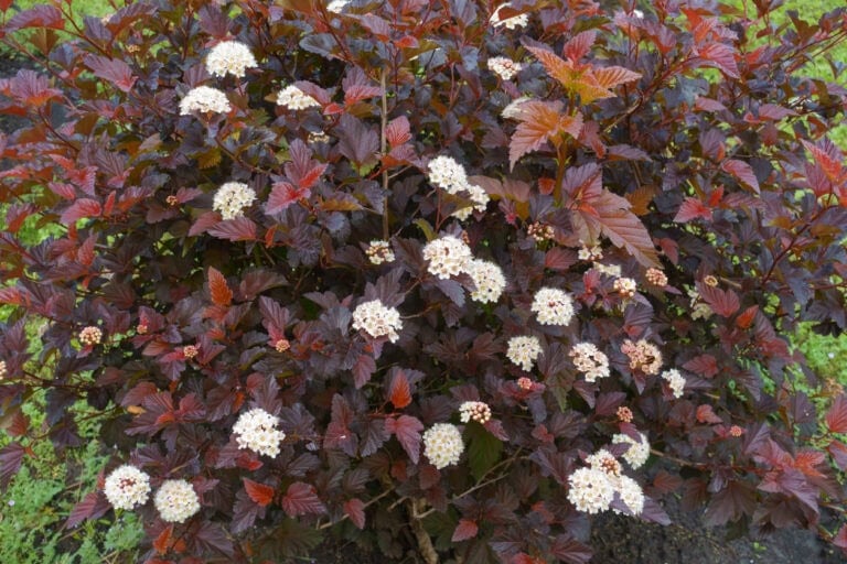 9 Plants That Create Privacy & Dazzle With Autumn Foliage