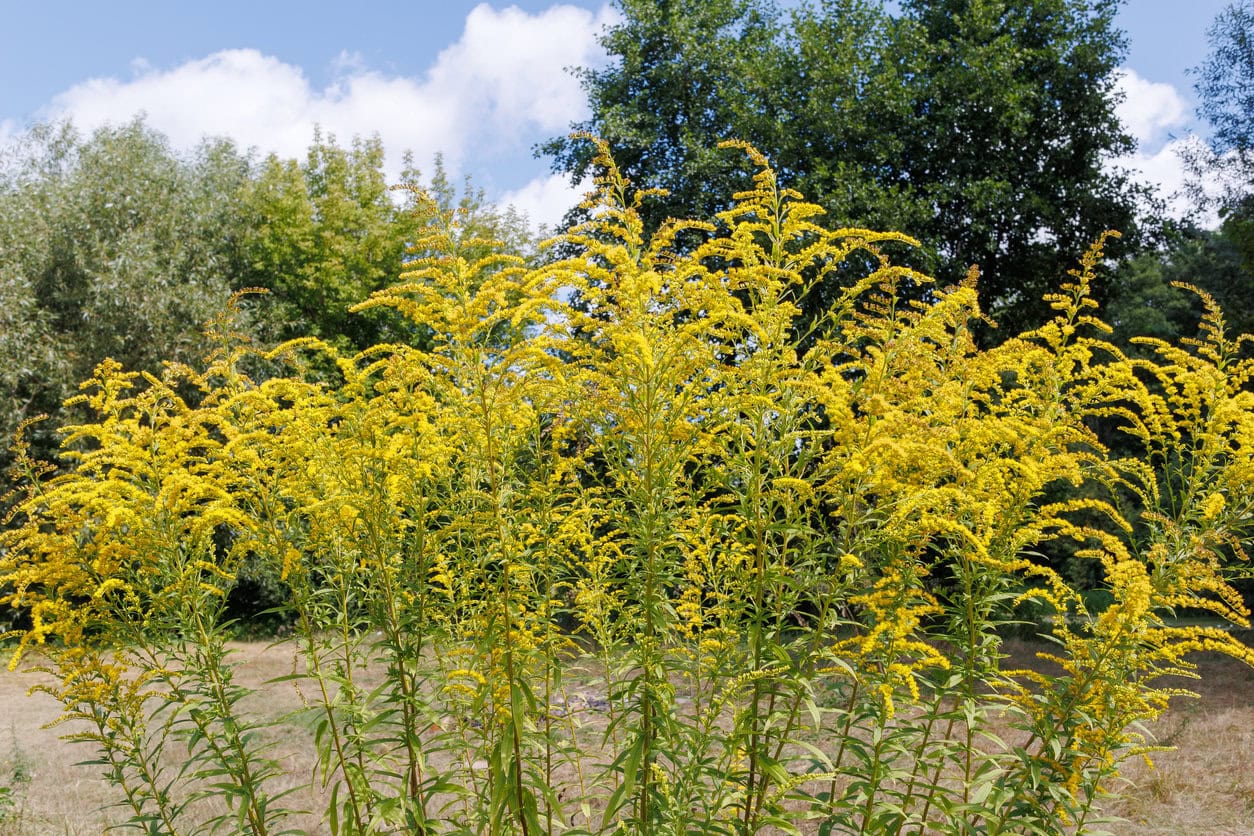 Goldenrod