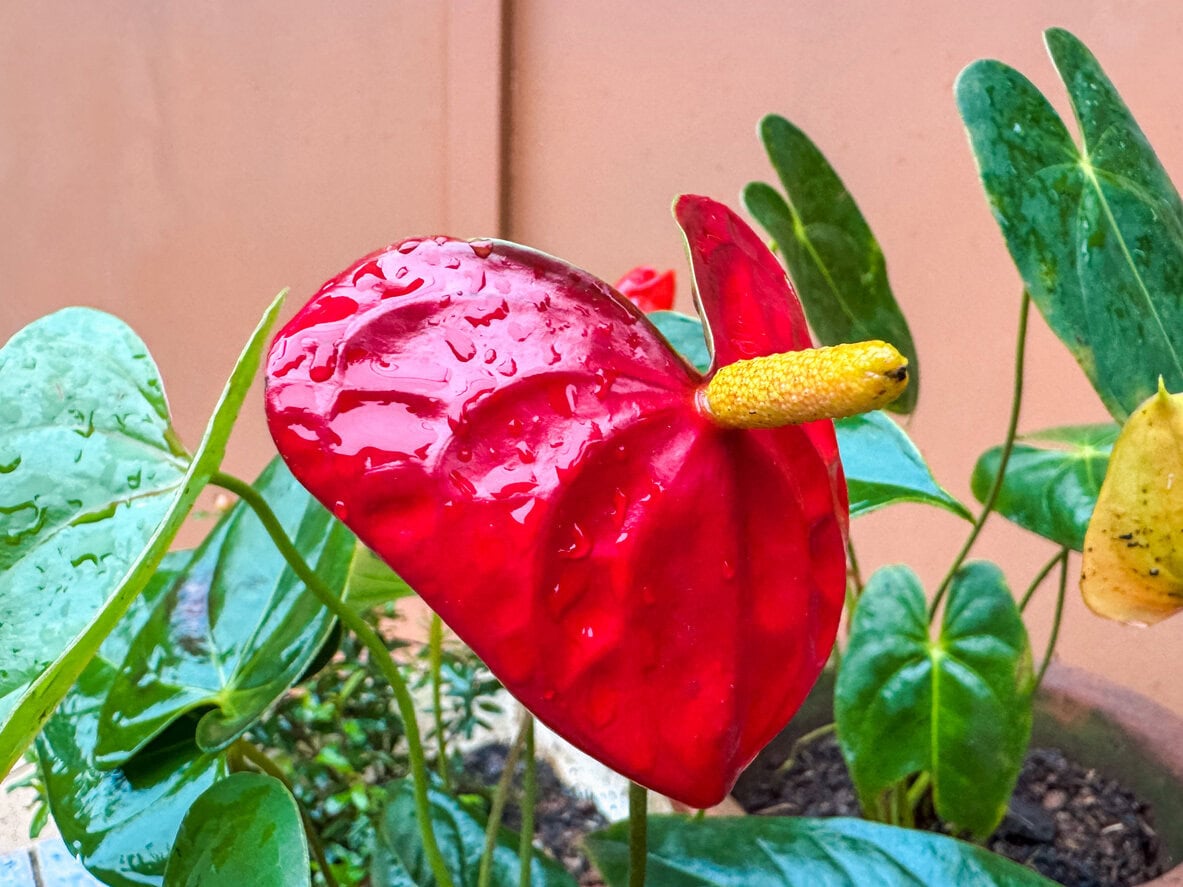 watered Vibrant Red Anthurium