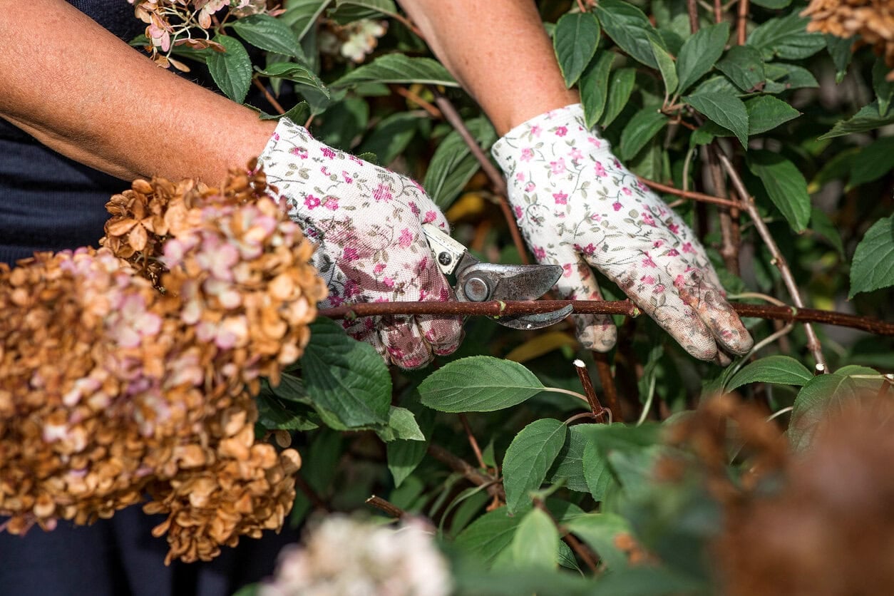 Pruning Panicle Hydrangea Autumn