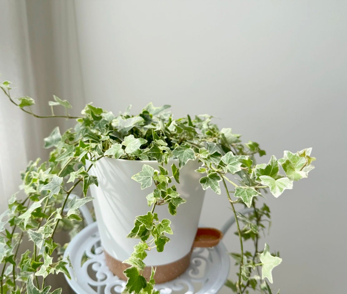 English Ivy (Hedera helix)