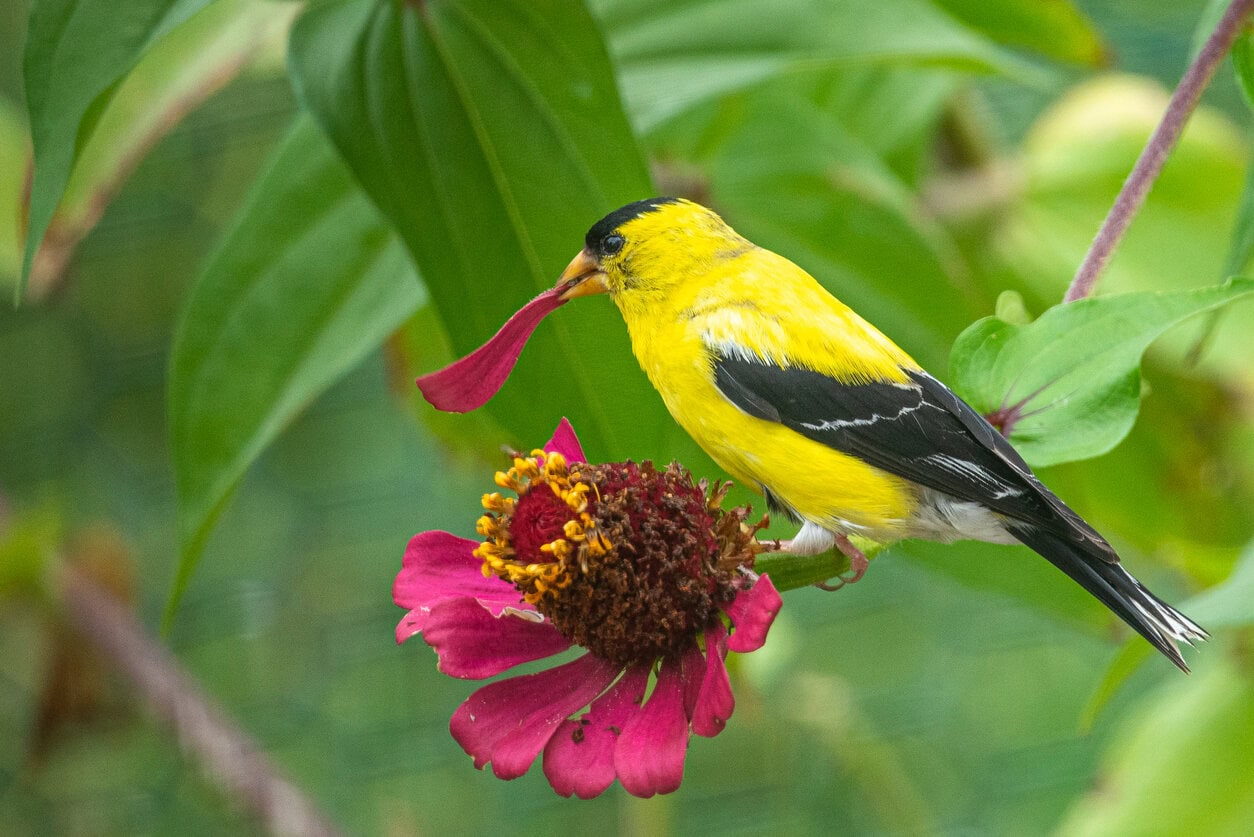Bird zinnia