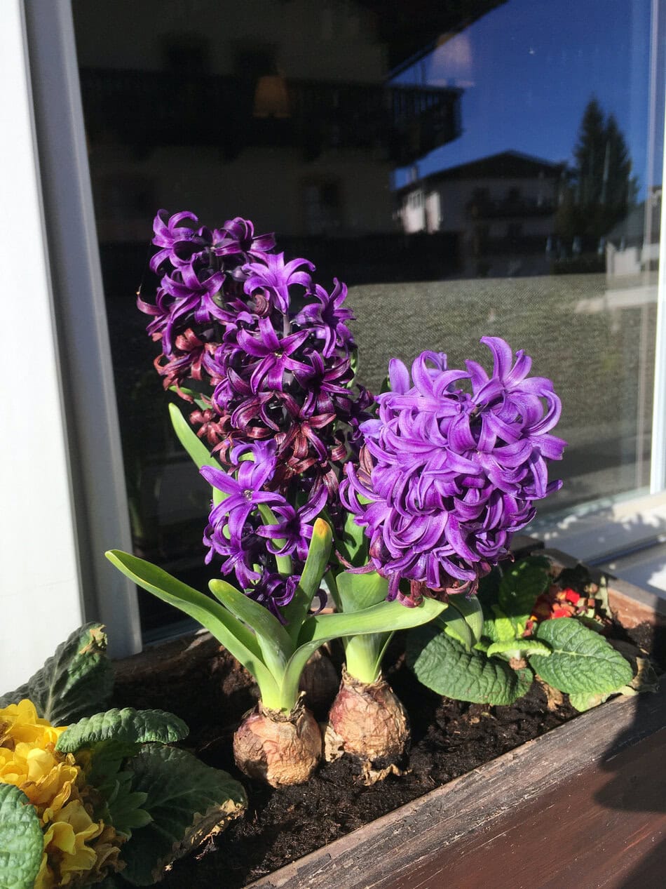 Purple hyacinth