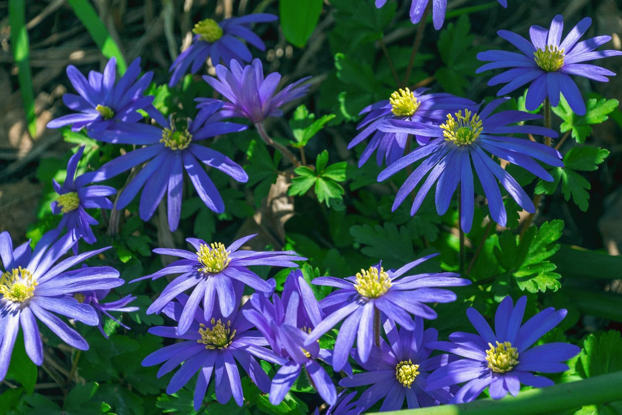 Anemone Blanda (Grecian windflower)