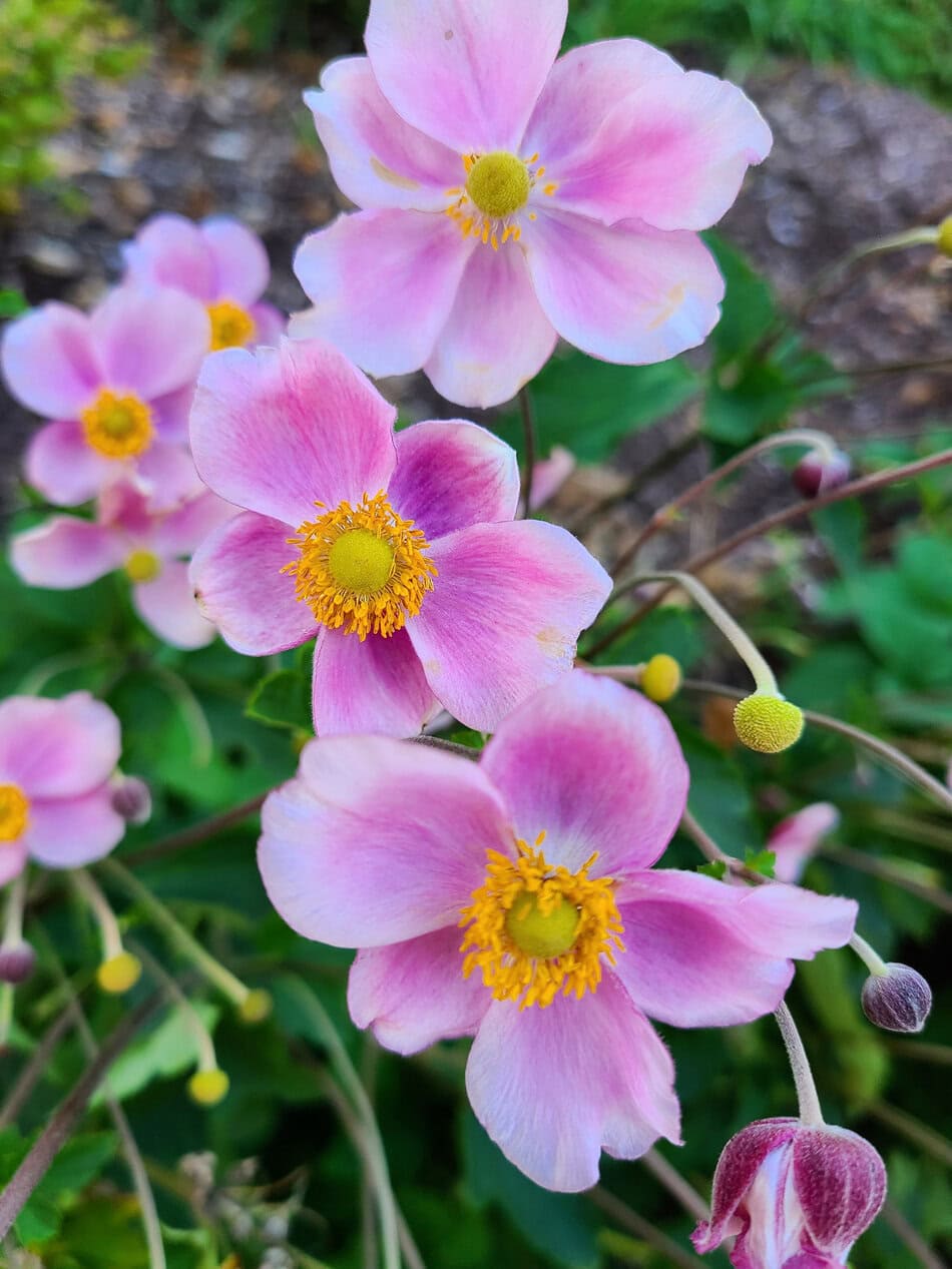 Japanische Anemonen (Eriocapitella hupehensis) sind eine Kreuzung aus mehreren Anemonenarten. Sie sind mehrjährig, d. h. sie wachsen jedes Jahr nach. Aufgrund ihres Aussehens, ihrer Fähigkeit, mit minimalem Pflegeaufwand zu überleben und ihrer Fähigkeit, sich nach der Etablierung auszubreiten, sind sie in Gärten aller Art beliebt.