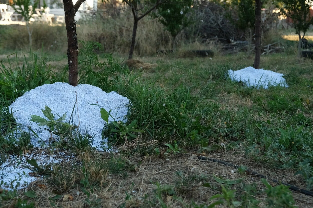 Gemulchte Baumbasis mit Papierschnitzeln