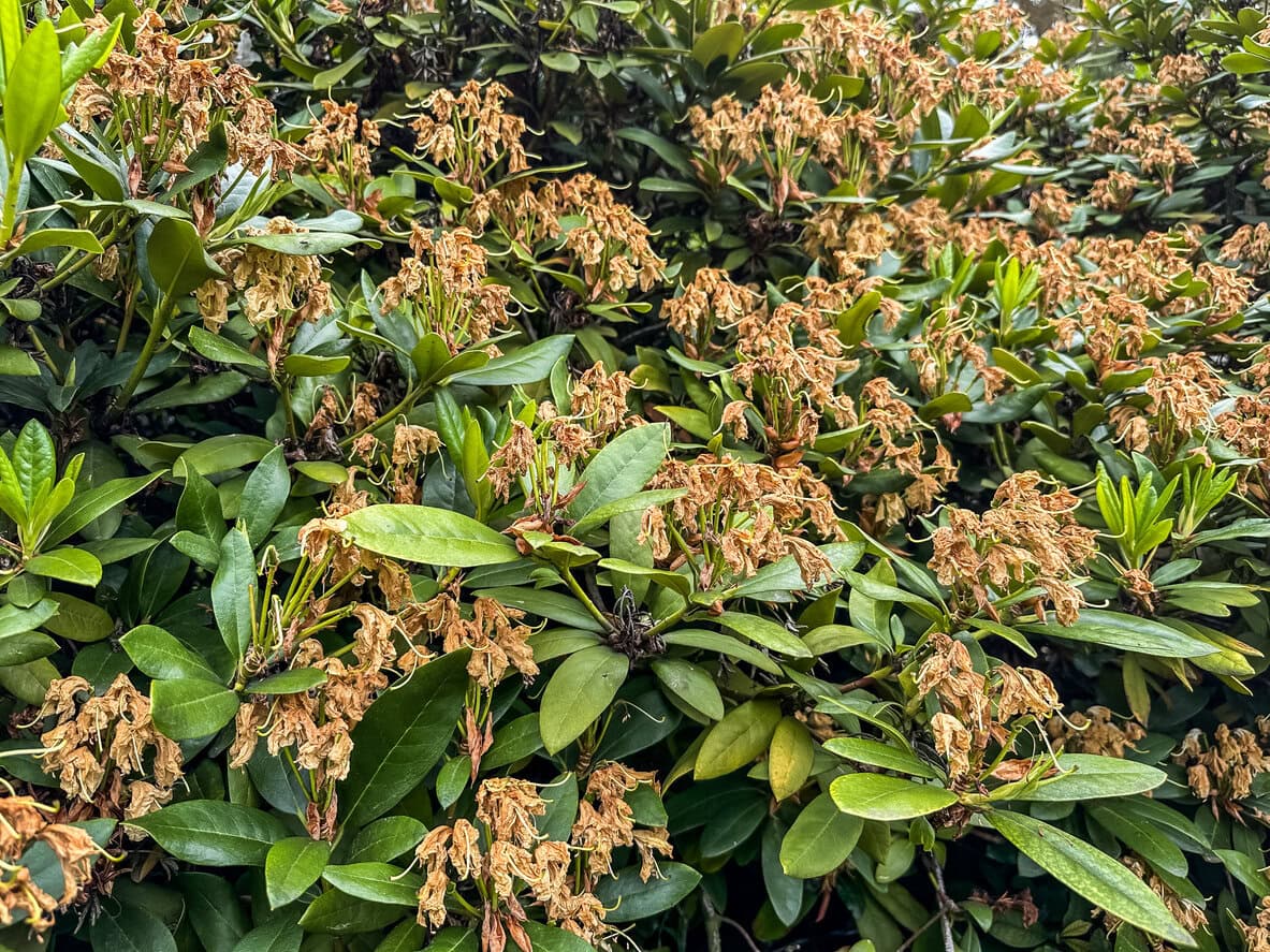 Verblasster Rhododendronstrauch
