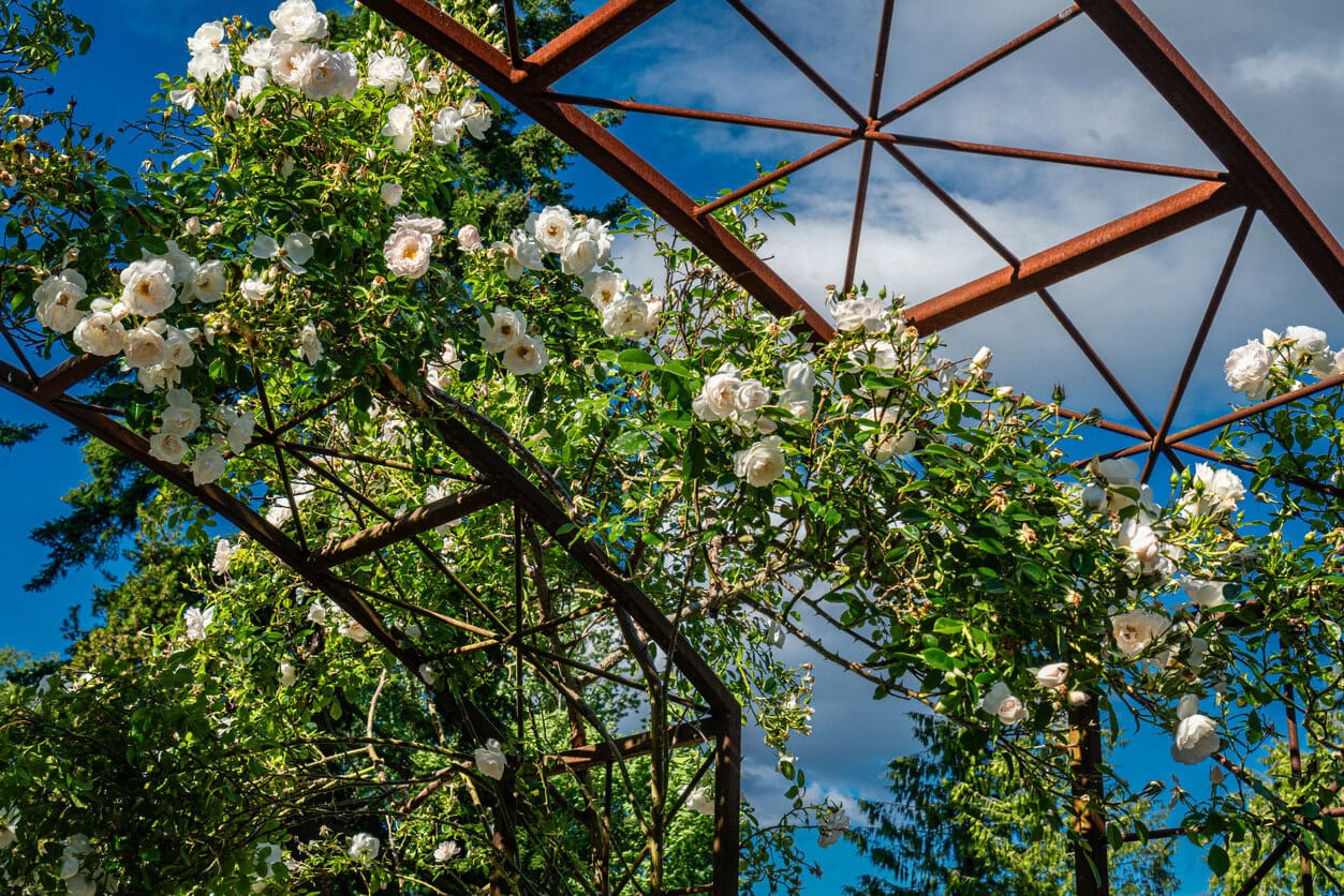 Climbing Roses
