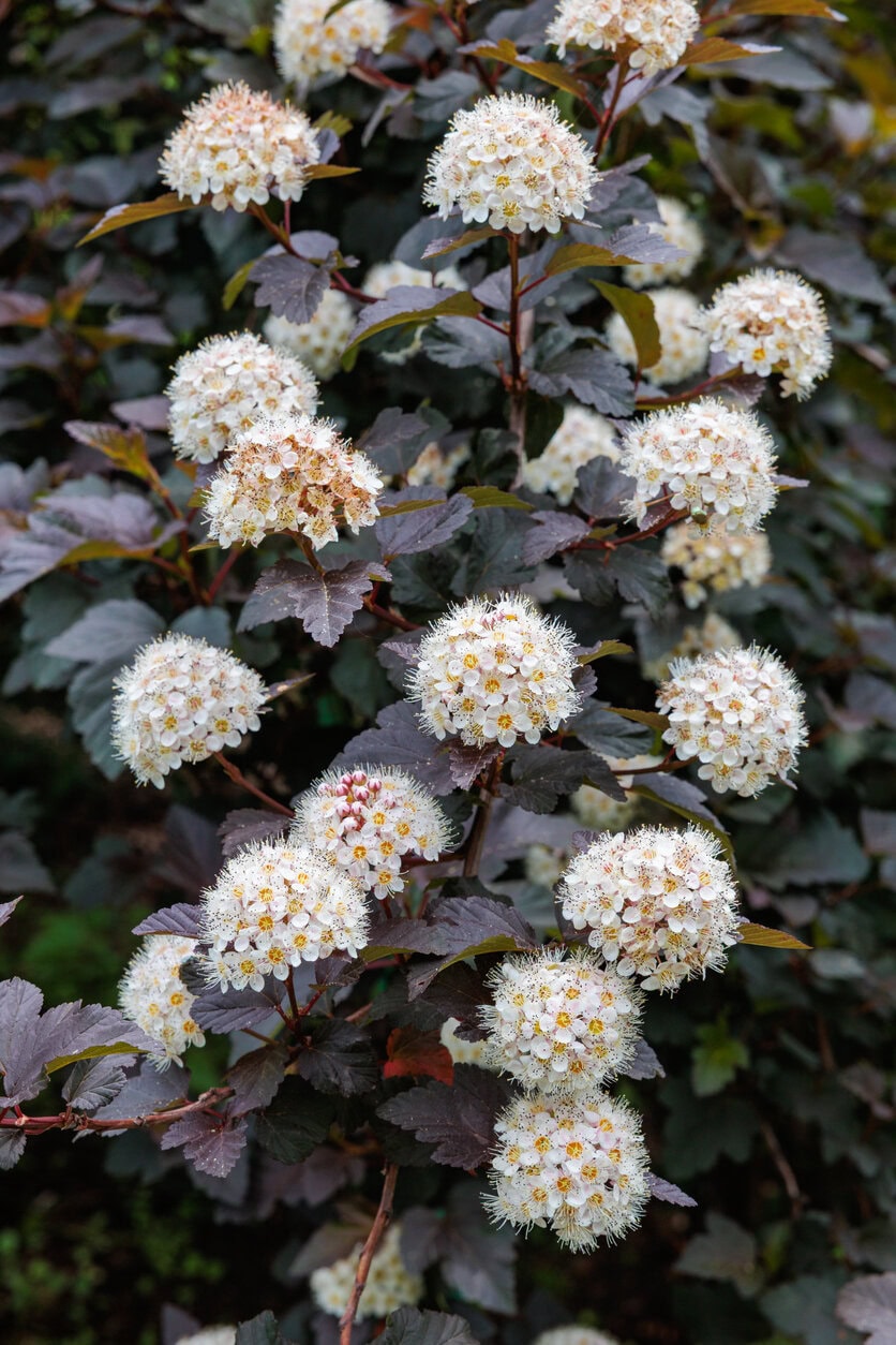 Ninebark